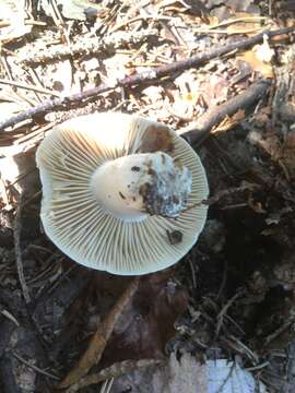 Image of Russula nigricans Fr. 1838