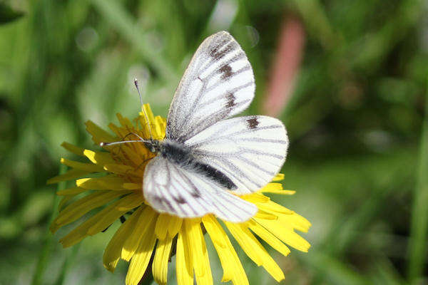 Image of Pieris napi britannica