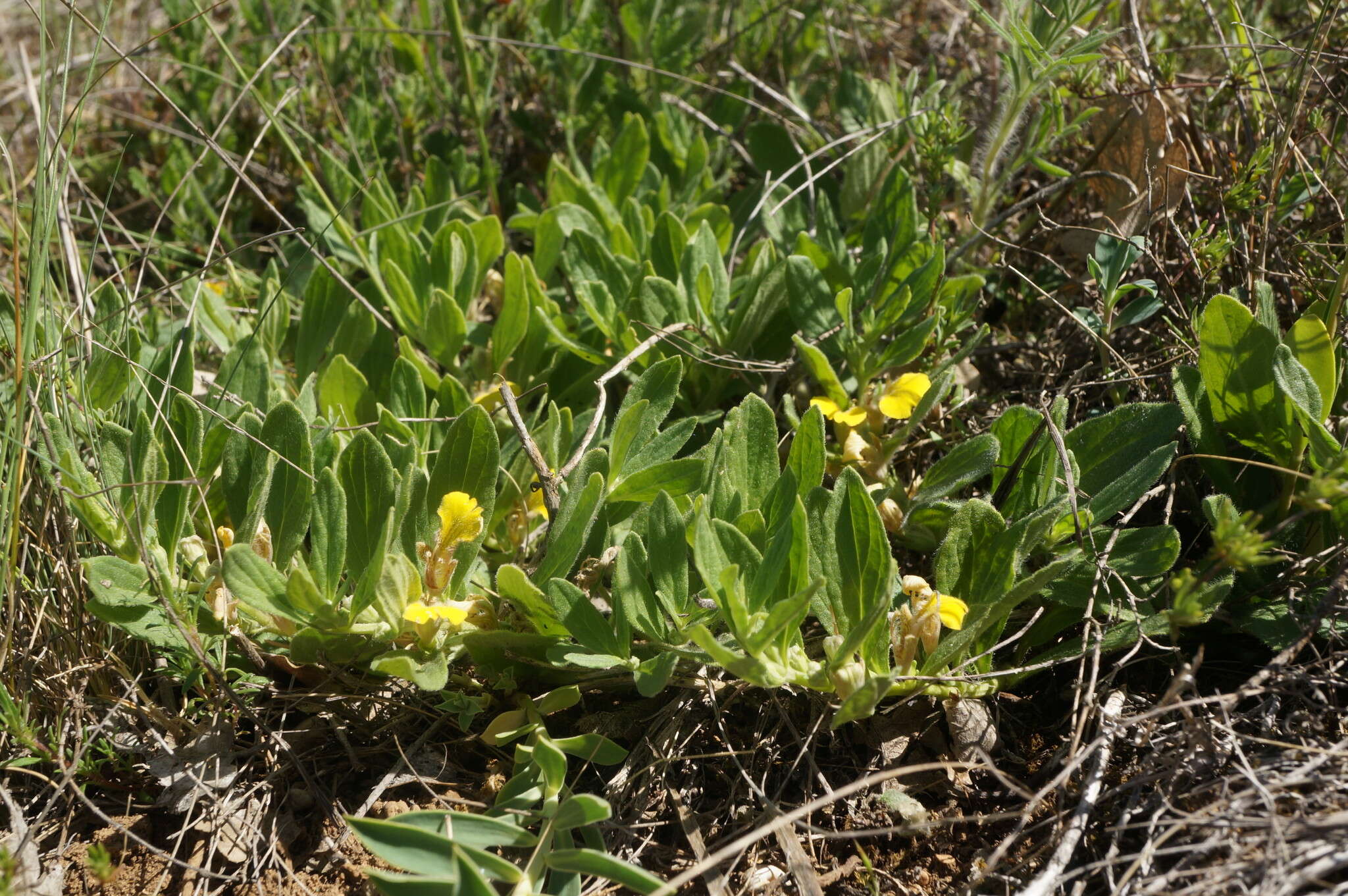 Image of Ajuga salicifolia (L.) Schreb.