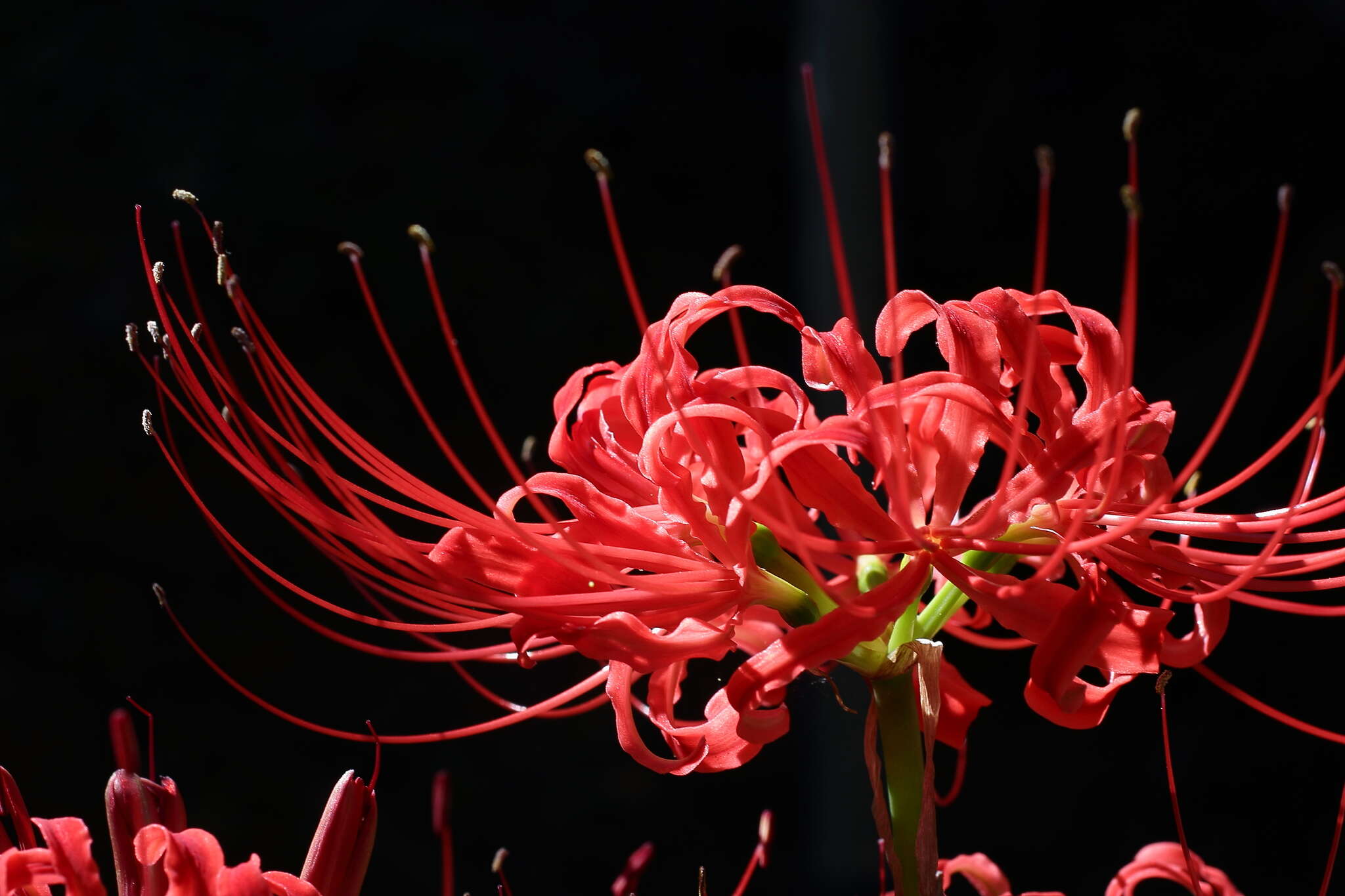 Image of lycoris