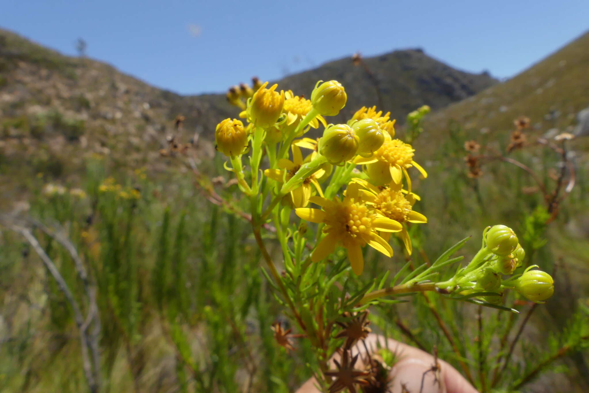 Image of Senecio euryopoides DC.