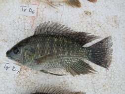 Image de Oreochromis leucostictus (Trewavas 1933)