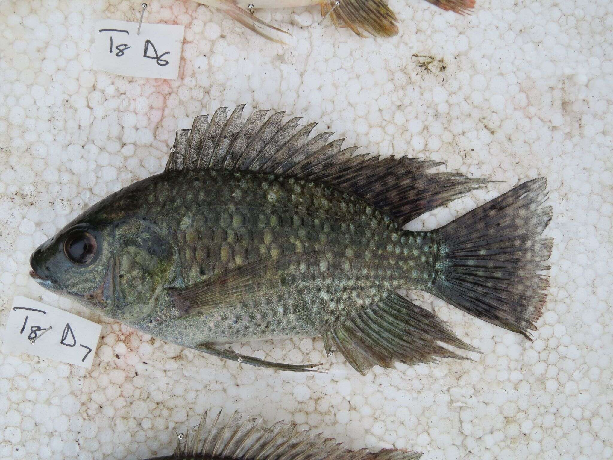 Imagem de Oreochromis leucostictus (Trewavas 1933)