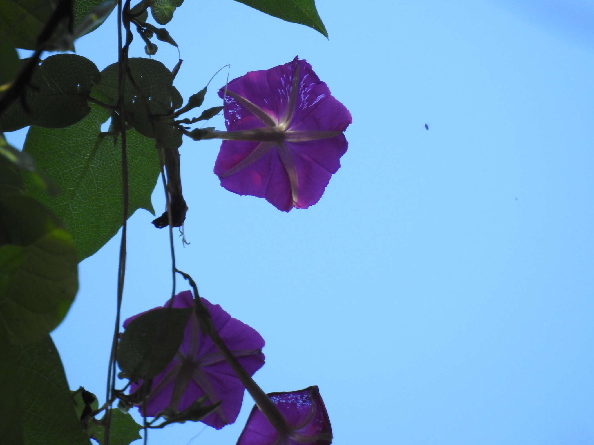 Image of Ipomoea dumosa (Benth.) L. O. Wms.