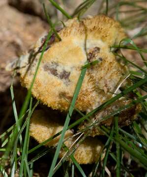 Image de Polypore éponge