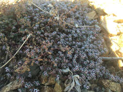 Imagem de Euphorbia melanadenia Torr. & A. Gray