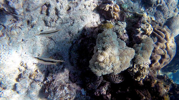 Image of Hinged shrimpfish