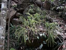 Image of rock tassel fern