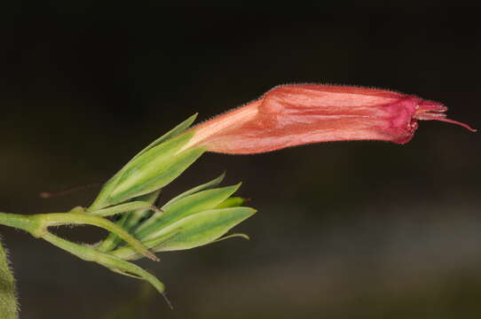 Ruellia longipedunculata Lindau resmi