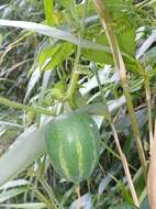 Image of Japanese snake gourd