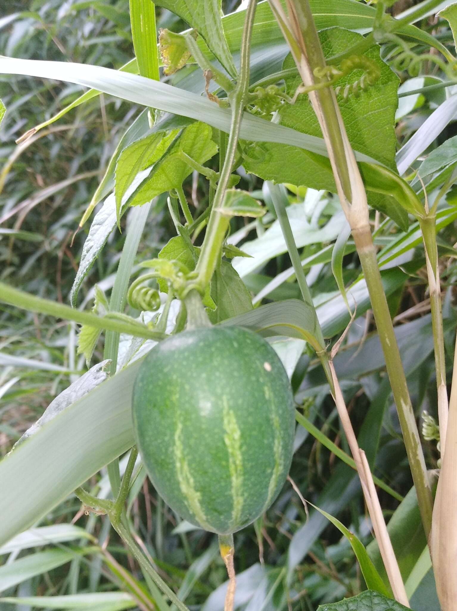 Image of Trichosanthes cucumeroides (Ser.) Maxim.