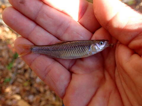 Image of Greenfin shiner