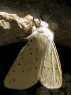 Image of white ermine