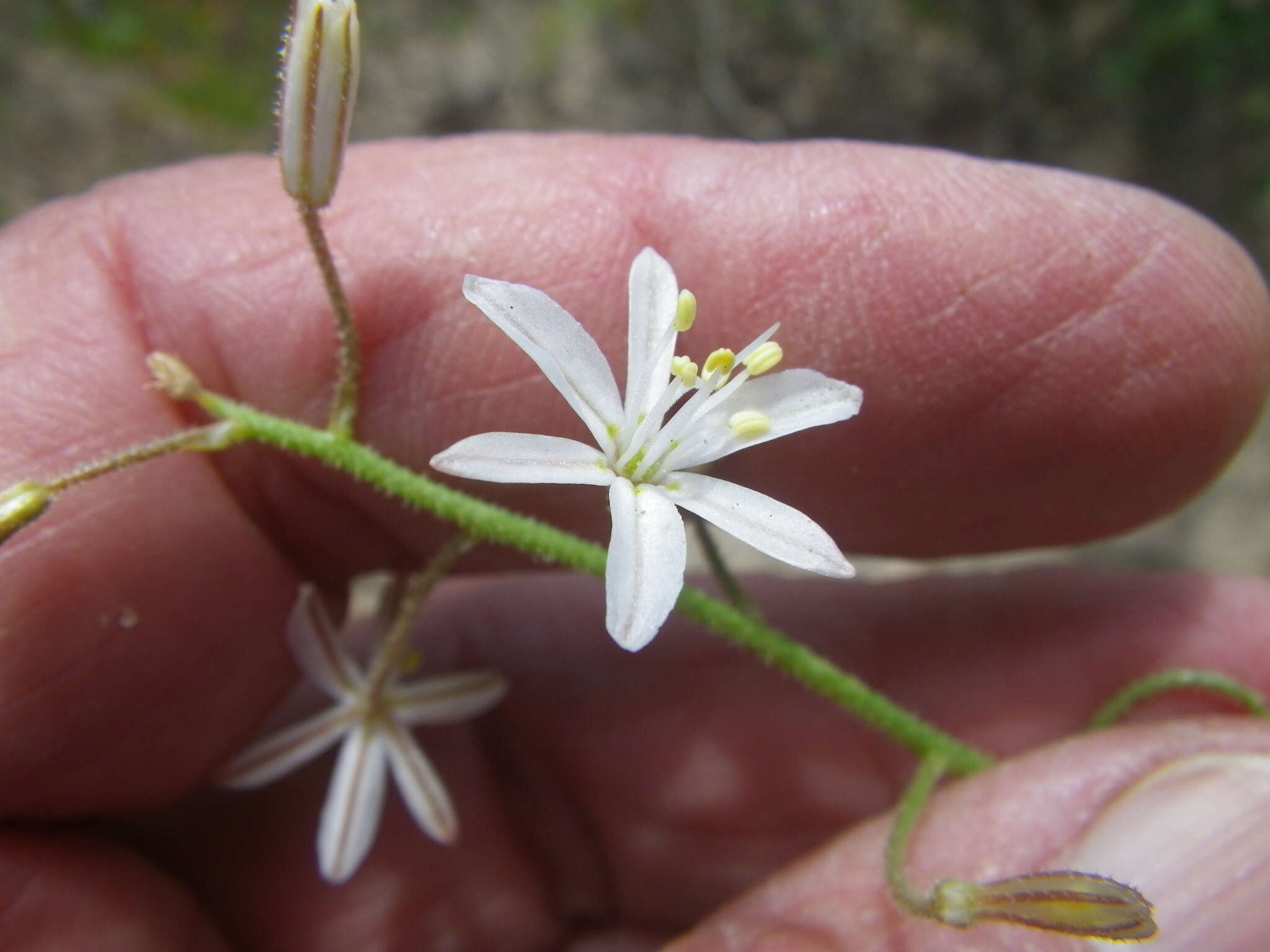 Image of Trachyandra sabulosa (Adamson) Oberm.