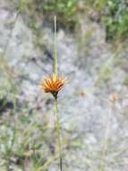 Image of Manatee Beak Sedge