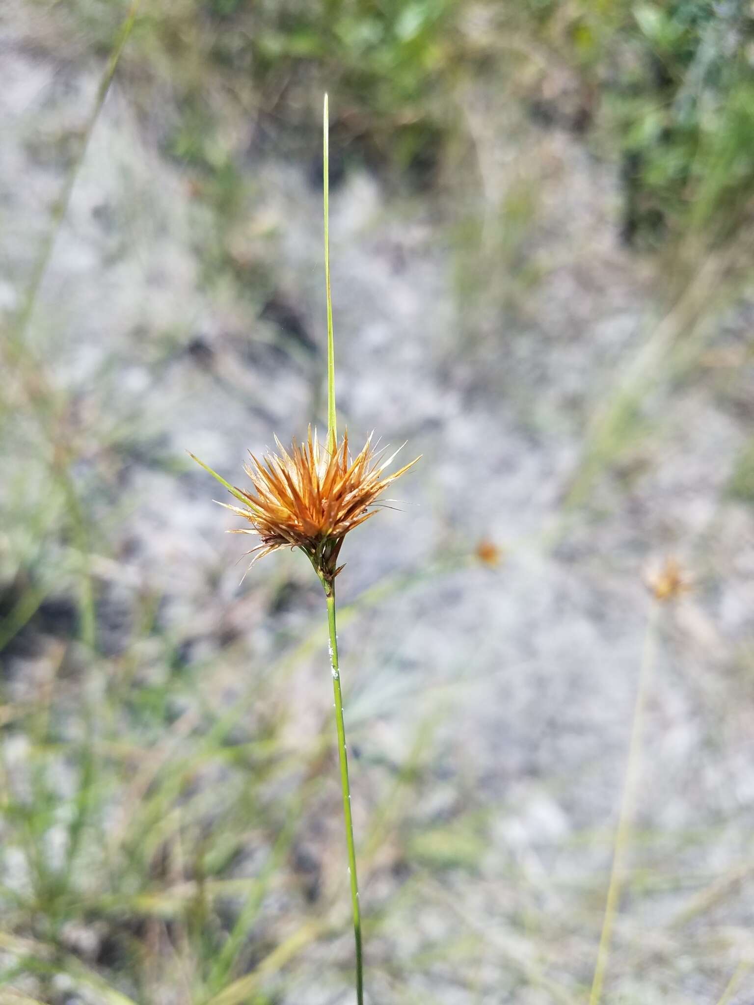 Image of Manatee Beak Sedge