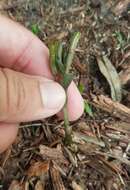 Image of gentian noddingcaps