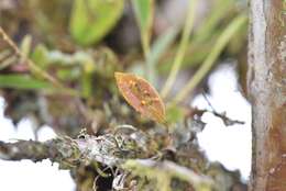 Image of Lepanthes pecunialis Luer & Hirtz