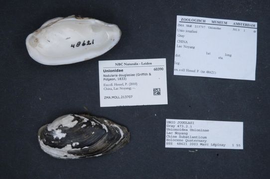 Image of Nodularia