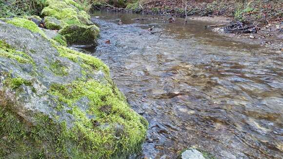 Image of river feather-moss