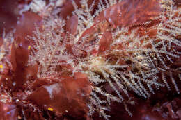 Image of lily hydroid