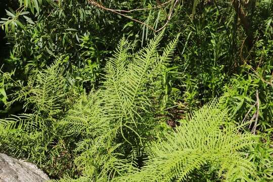 Imagem de Pteris dentata Forsk.