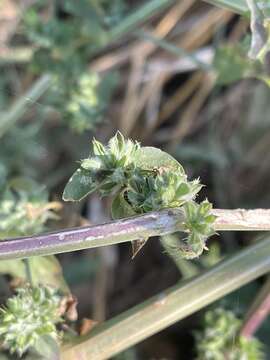 Image of Dicliptera verticillata (Forssk.) C. Christensen