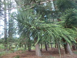 Image of New Caledonia pine