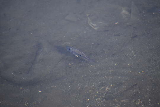 Image of Haitian cichlid