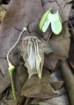 Imagem de Amphitecna latifolia (Mill.) A. H. Gentry