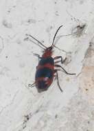 Image of Lebia (Lebia) bitaeniata Chevrolat 1834