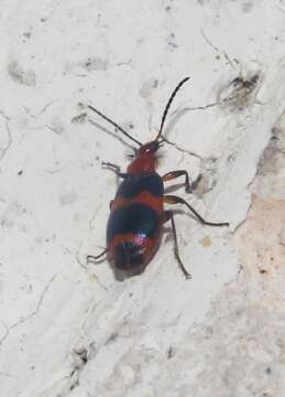 Image of Lebia (Lebia) bitaeniata Chevrolat 1834