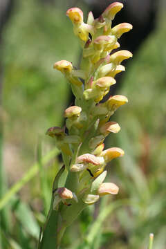 Image of Disa physodes Sw.