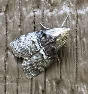 Image of Double-humped Pococera Moth