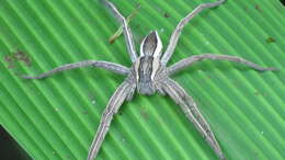 صورة Dolomedes sulfureus L. Koch 1878