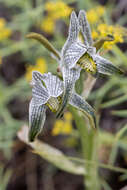 Plancia ëd Chloraea magellanica Hook. fil.