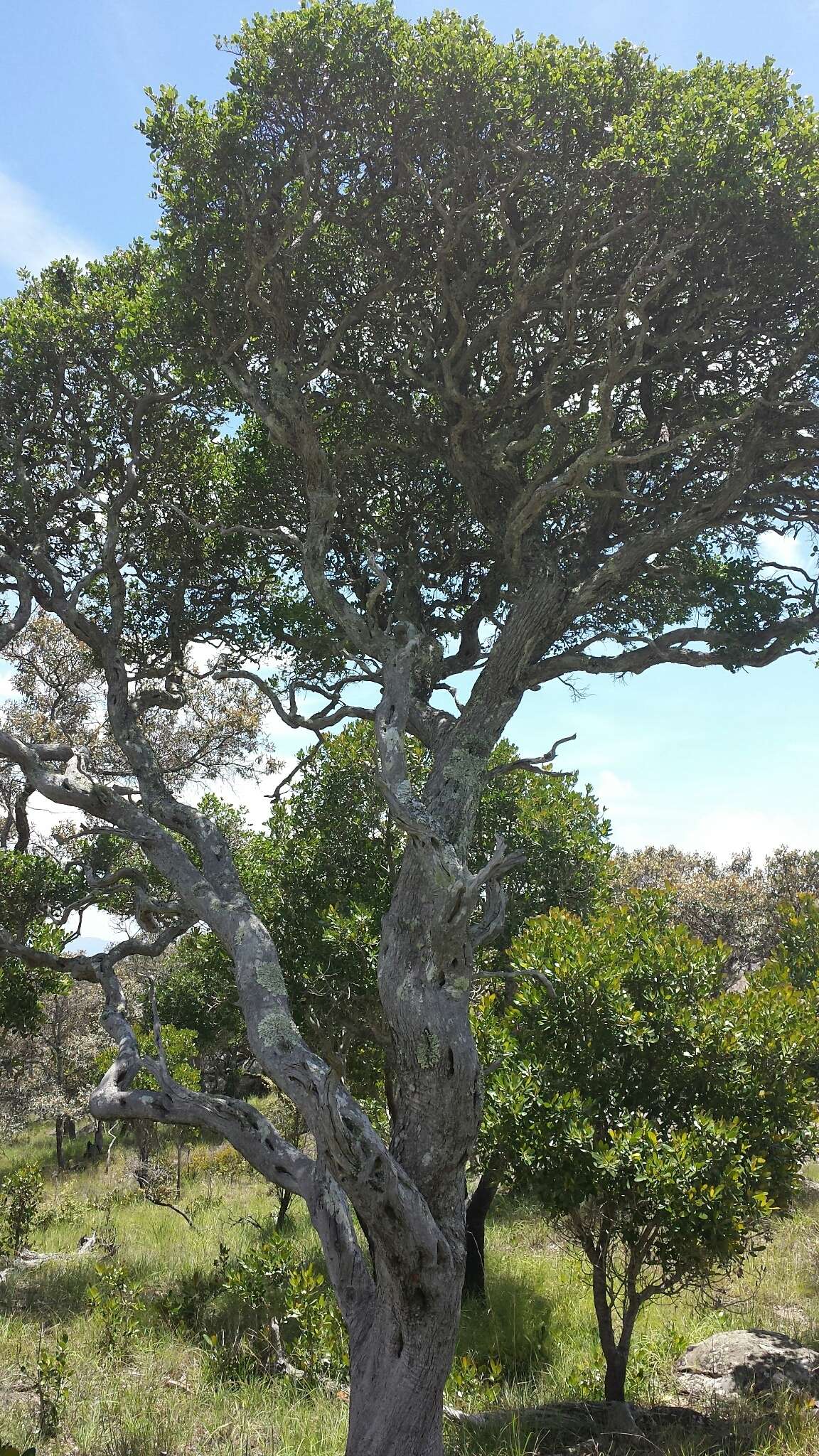 Sivun Schizolaena microphylla H. Perrier kuva