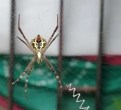 Imagem de Argiope anasuja Thorell 1887