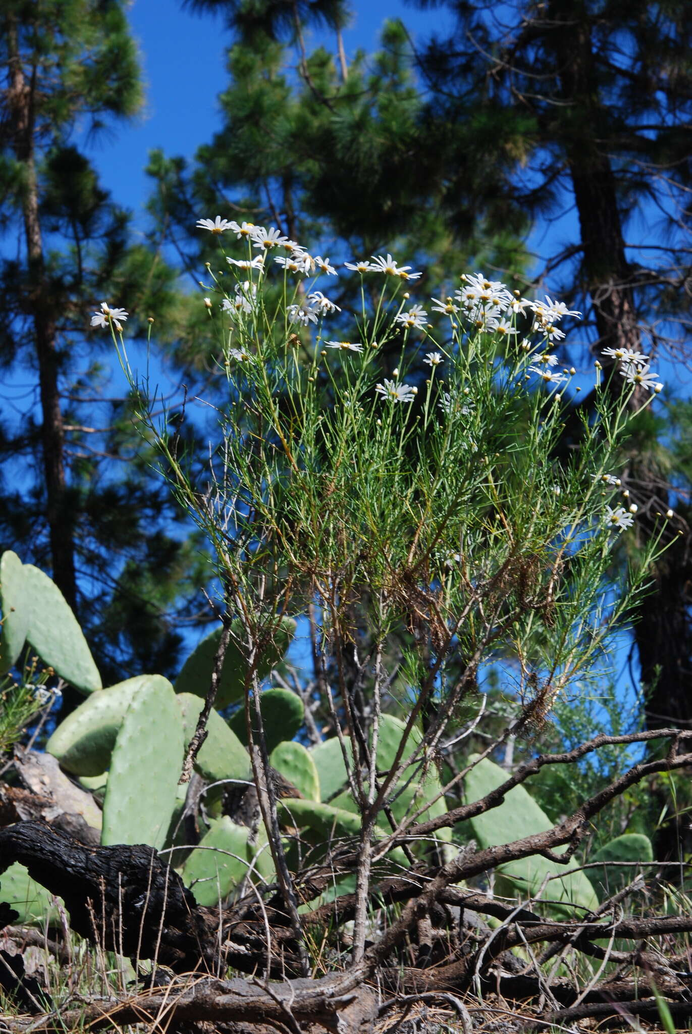 Image of Argyranthemum gracile Sch. Bip.