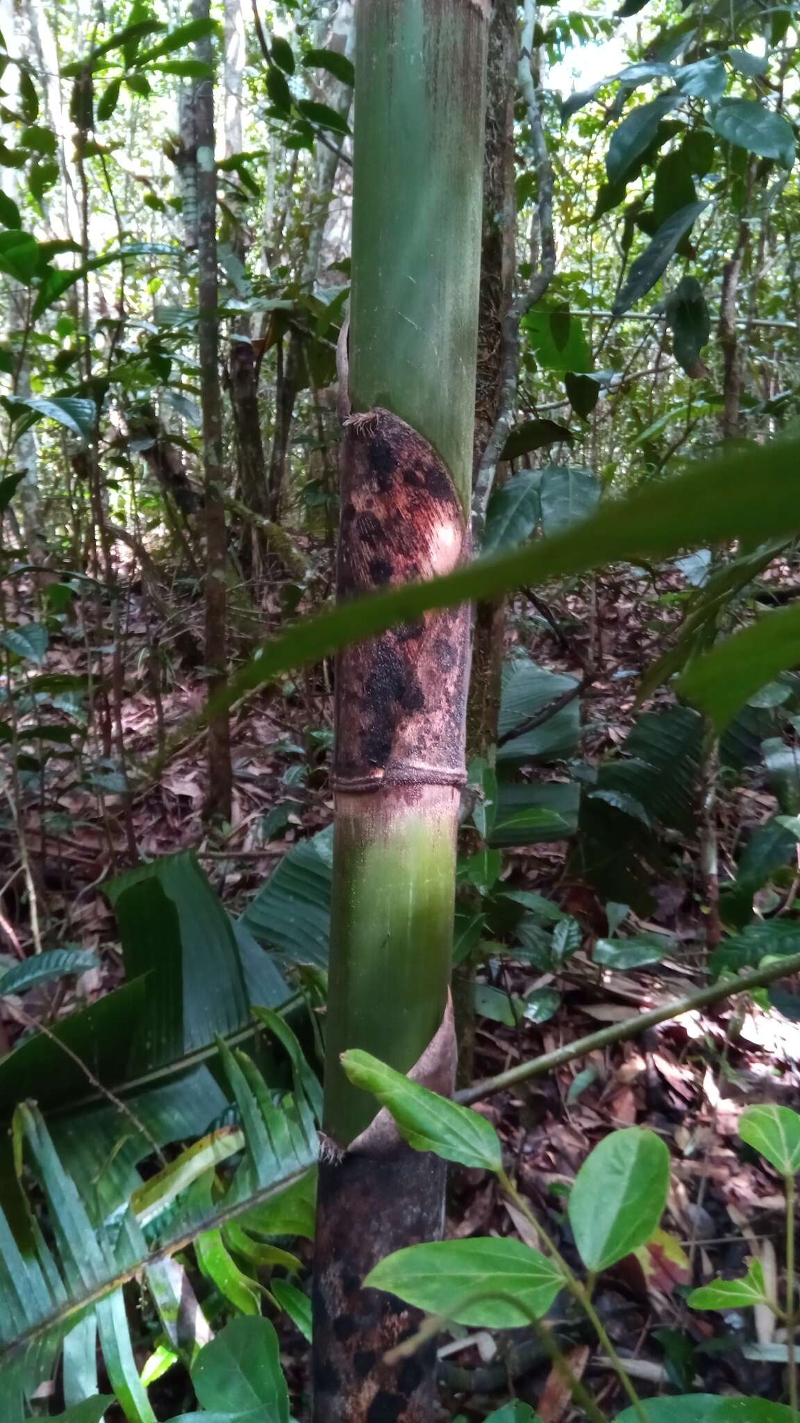 صورة Cathariostachys madagascariensis (A. Camus) S. Dransf.