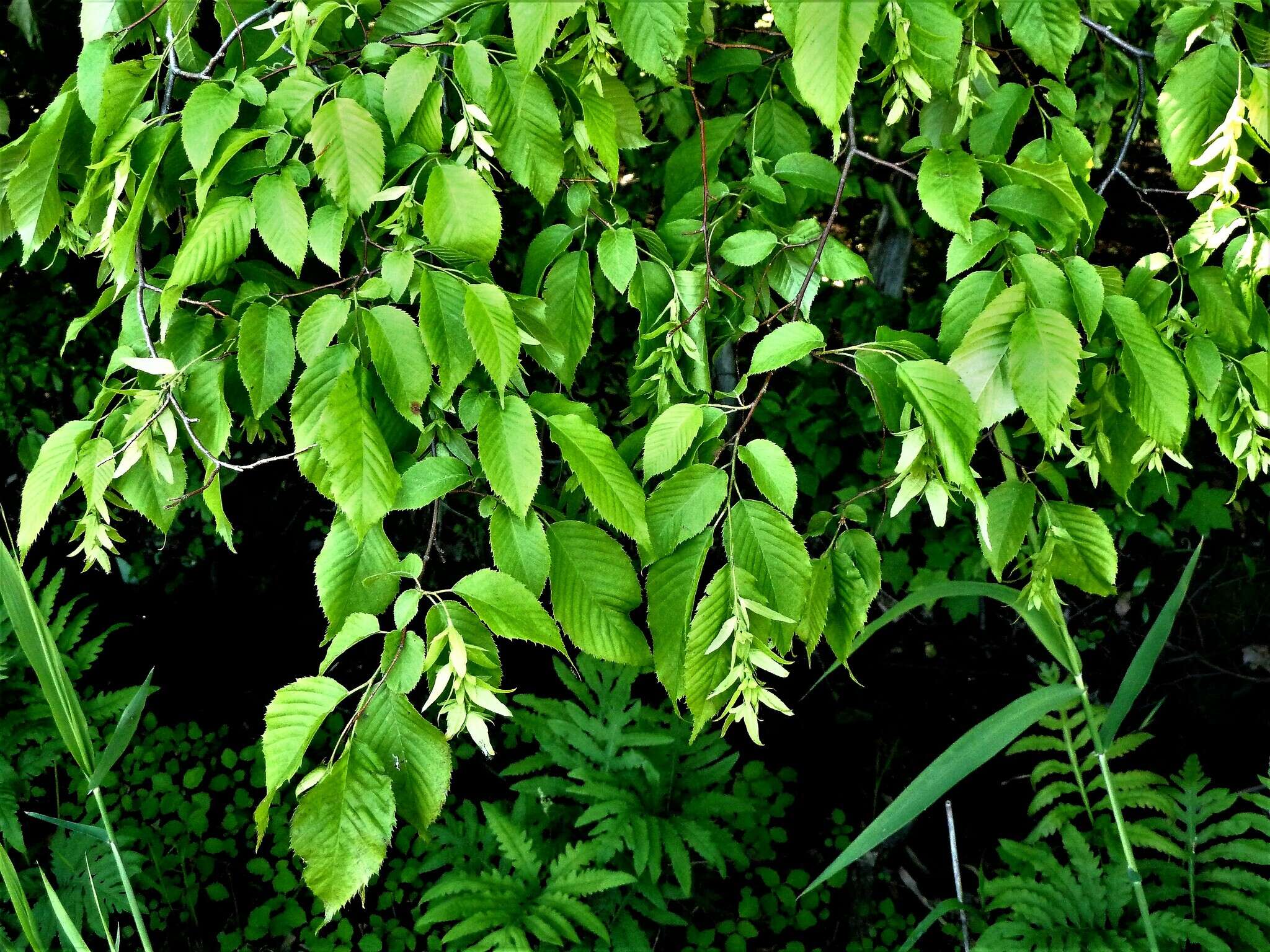 Image of American hornbeam