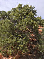 Image of Colorado Pinyon