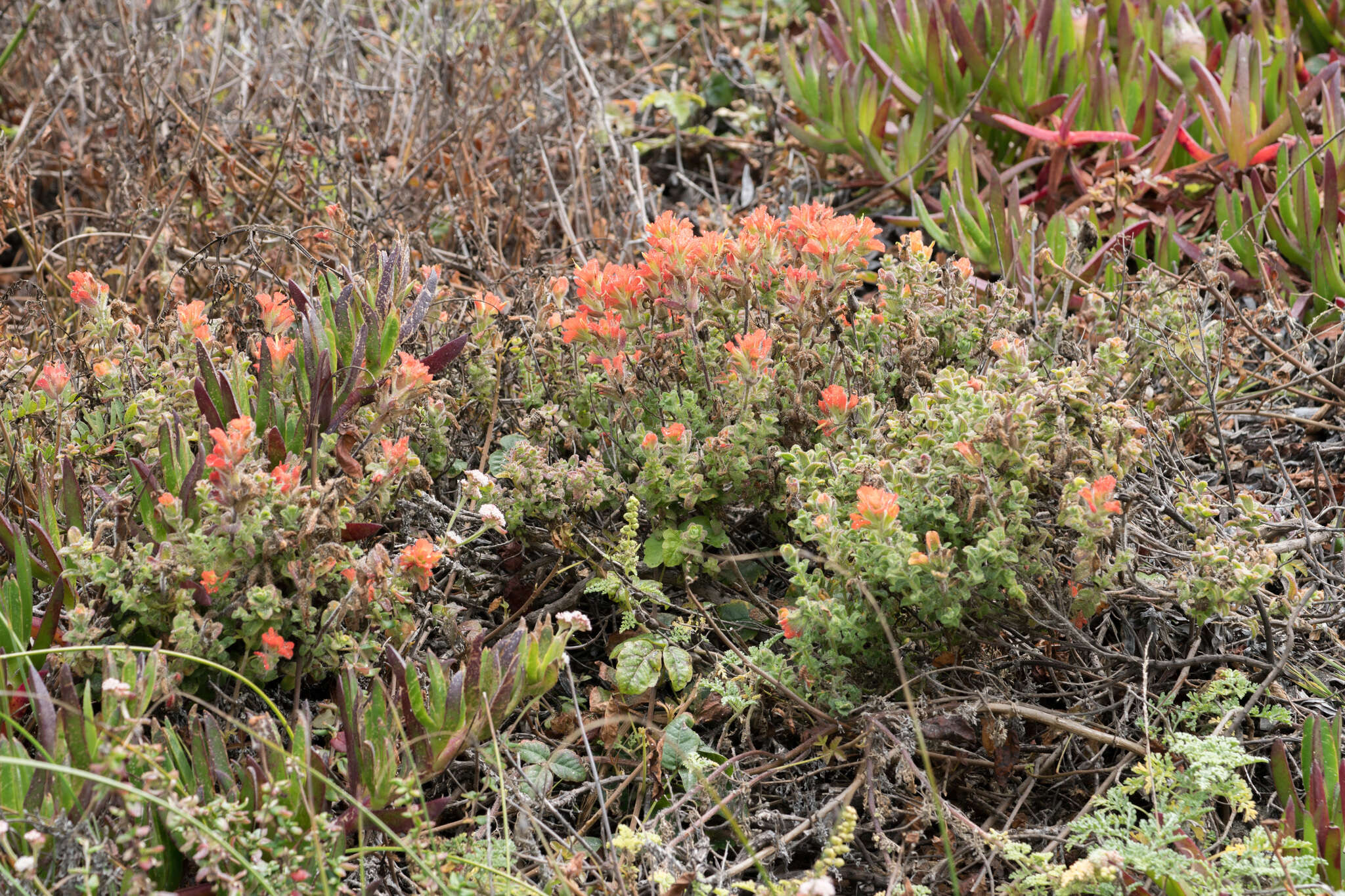 Слика од Castilleja latifolia Hook. & Arn.