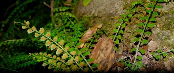 Image of Asplenium sandersonii Hook.