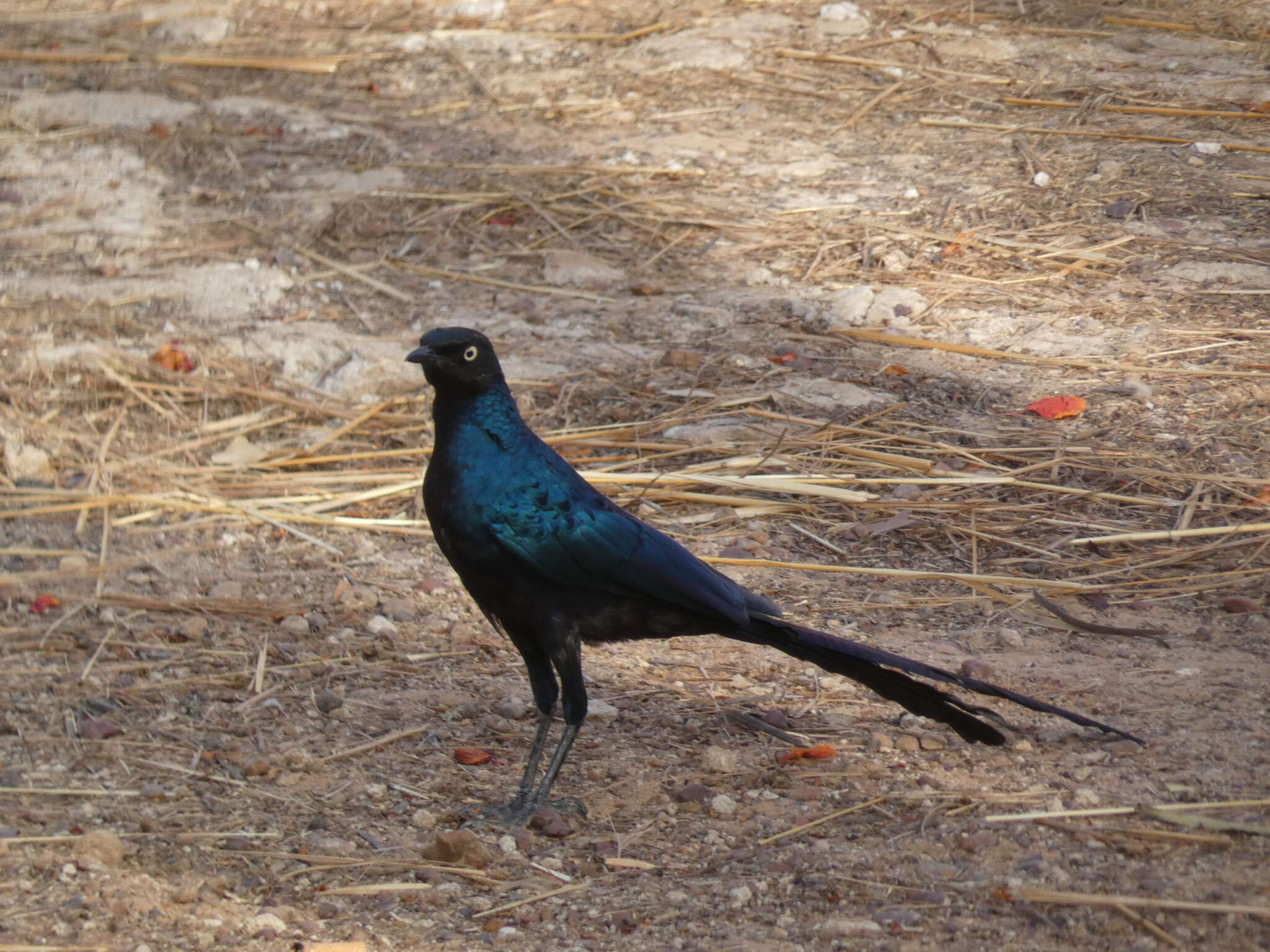 Image of Long-tailed Glossy Starling