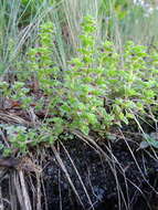 Image of Small Eyebright