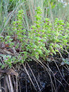 Image of Small Eyebright