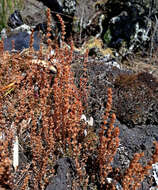 Image of Crassula colligata subsp. colligata