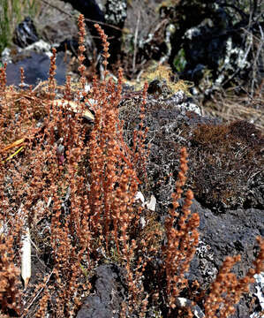 Image of Crassula colligata subsp. colligata