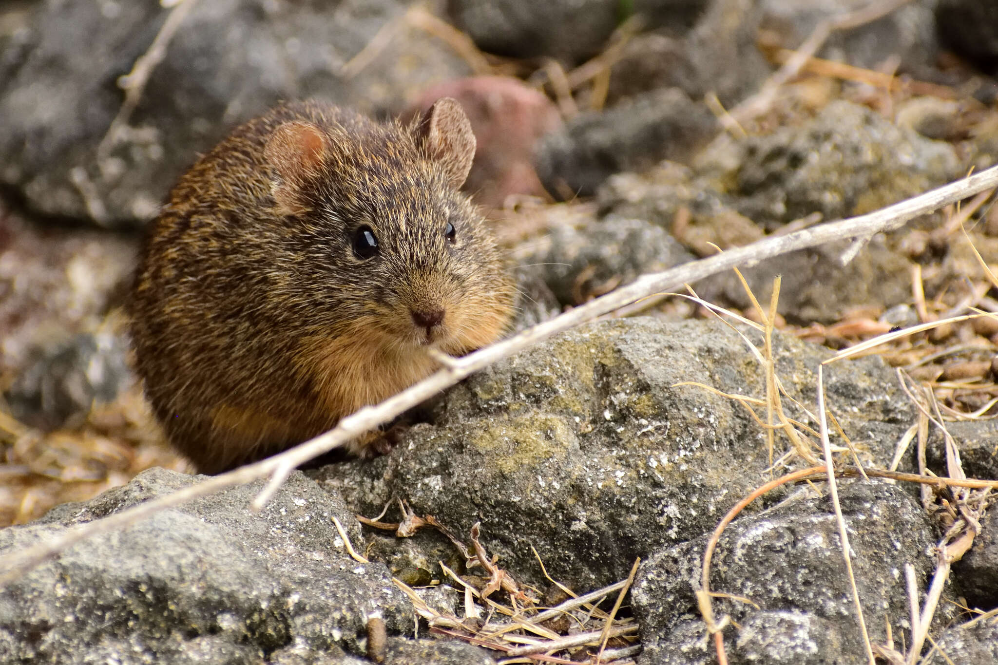 Image of tawny-bellied cotton rat